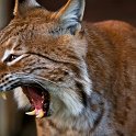 slides/_MG_5705.jpg wildlife, feline, big cat, cat, predator, fur, european, lynx, eye, fang WBCS23 - European Lynx